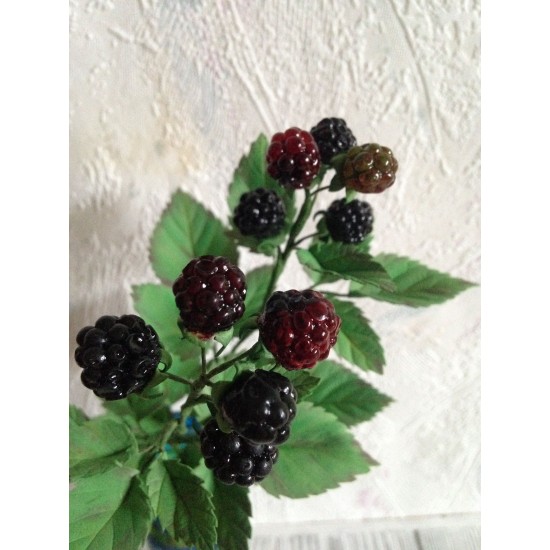 Batomoyro Blackberry